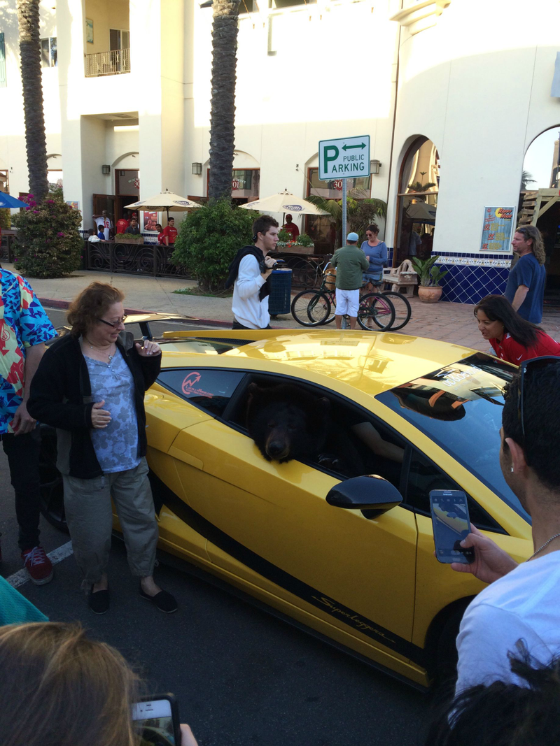 Illustration for article titled Bear In A Lamborghini Shuts Down LA Traffic